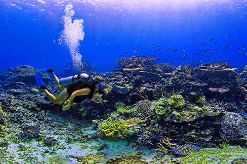 Diving Vanuatu
